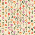 Rainbow Tulips